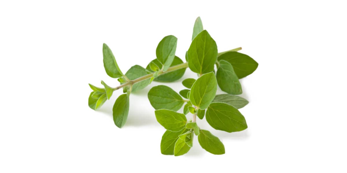 Oregano