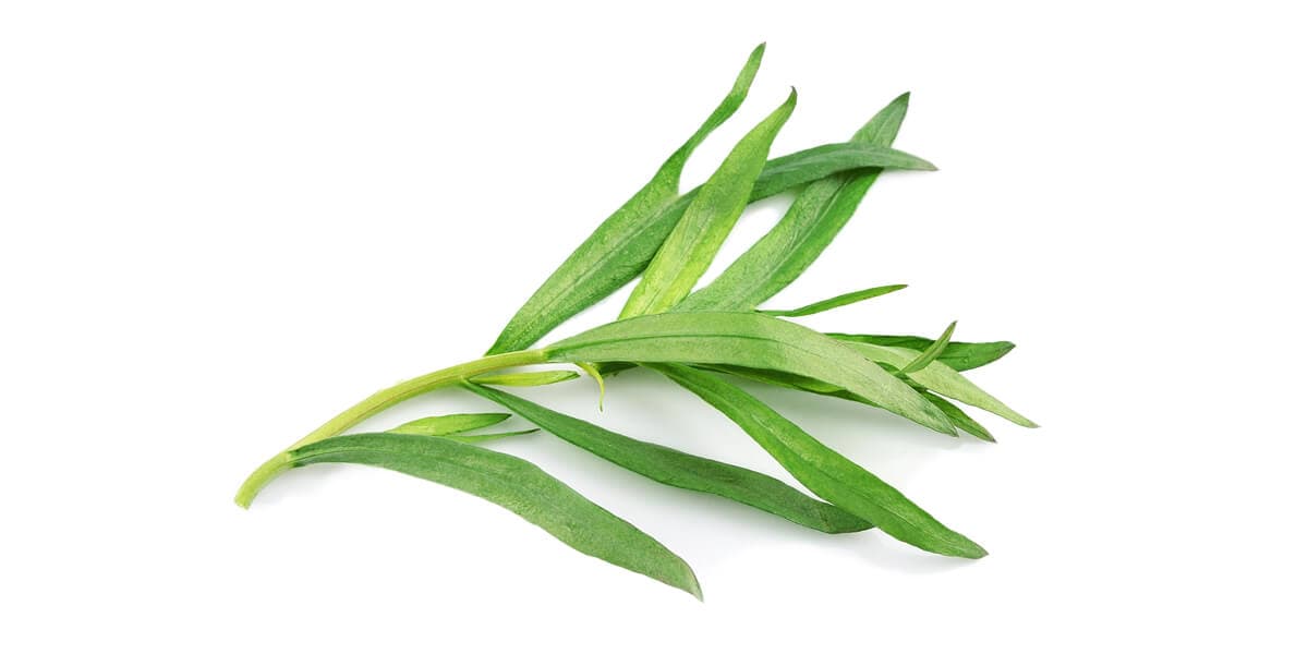 Tarragon
