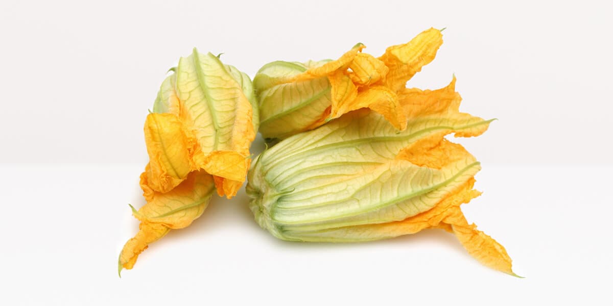 Squash Blossoms