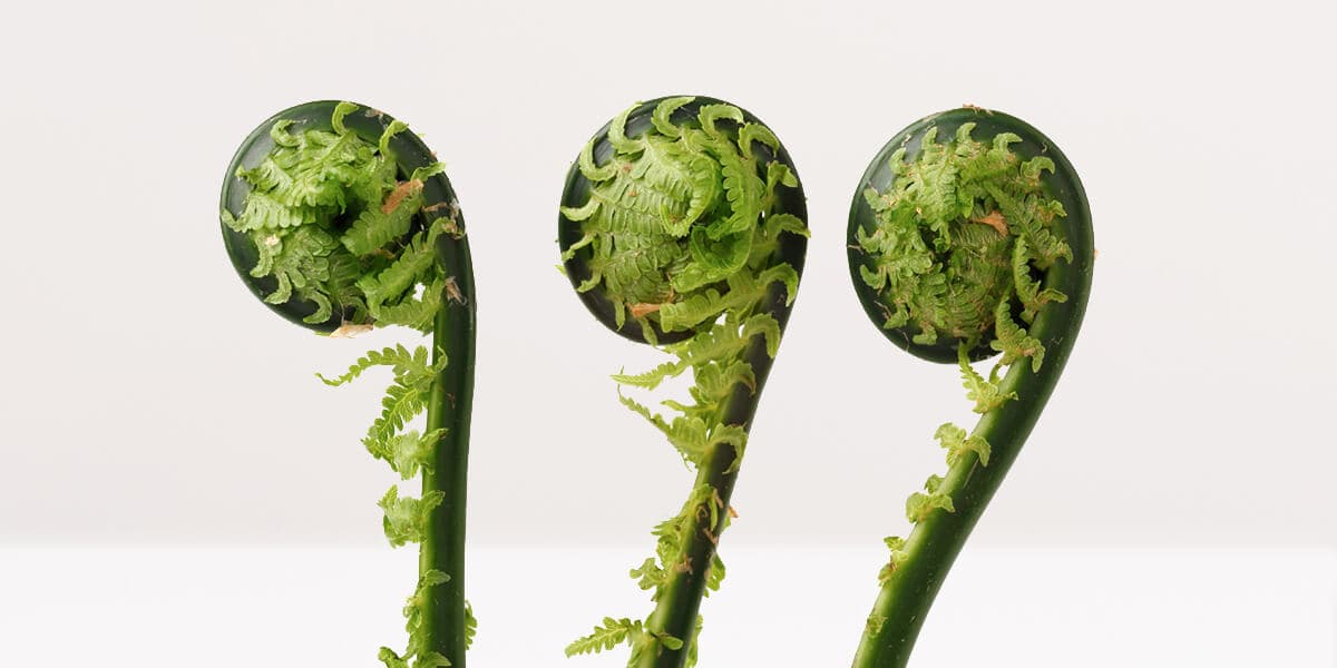 Fiddlehead Ferns