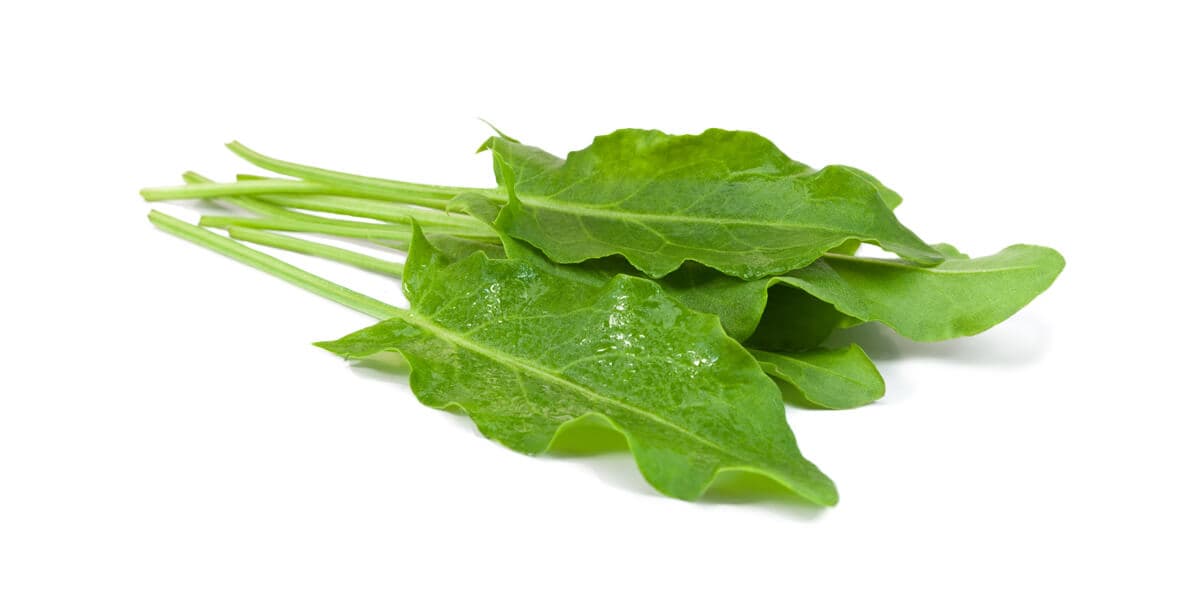 Sorrel