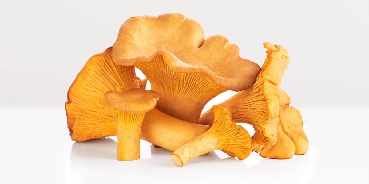 Chanterelle Mushrooms