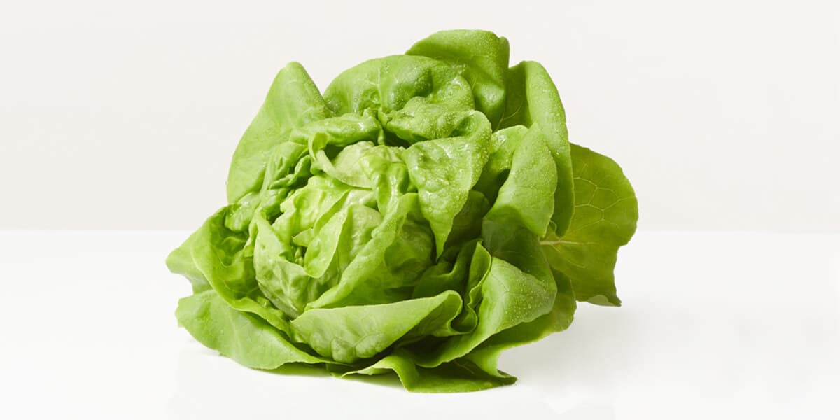 Butter Lettuce