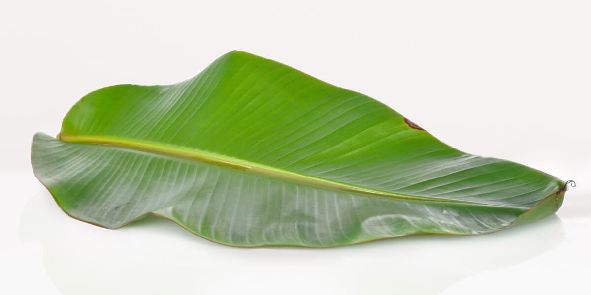 Banana Leaves