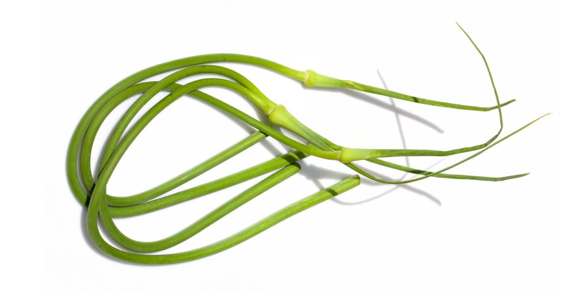 Garlic Scapes