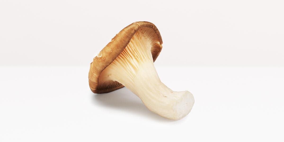 Oyster Mushroom
