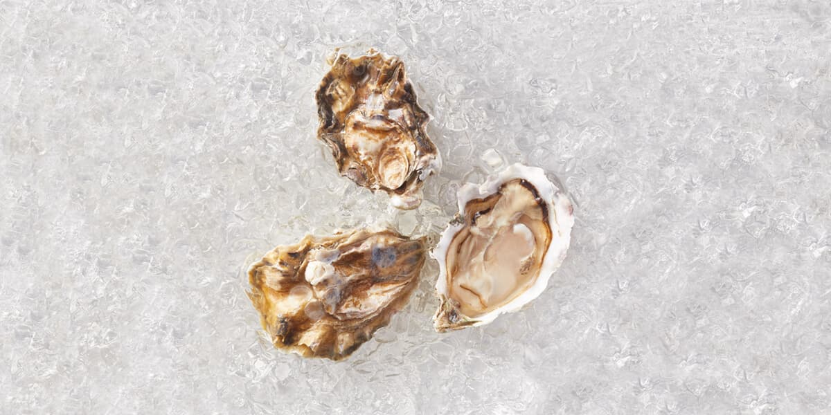 Oysters